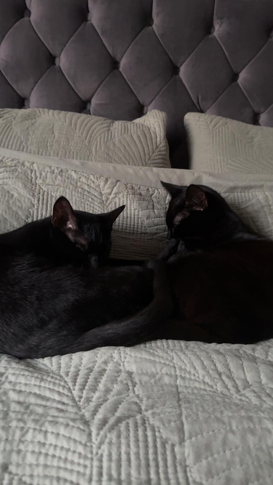Two black cats on a bed.